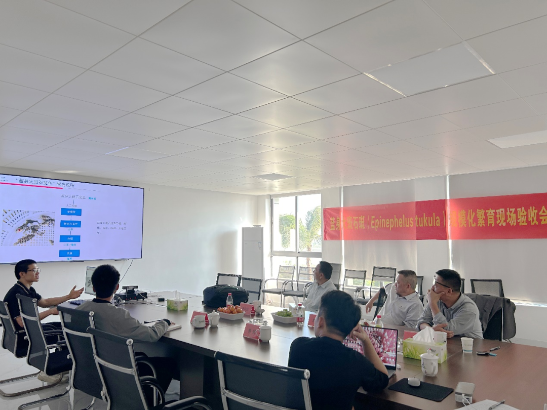 海南晨海水產(chǎn)有限公司突破藍(lán)身大斑石斑魚(yú)（金錢(qián)斑）全人工繁育